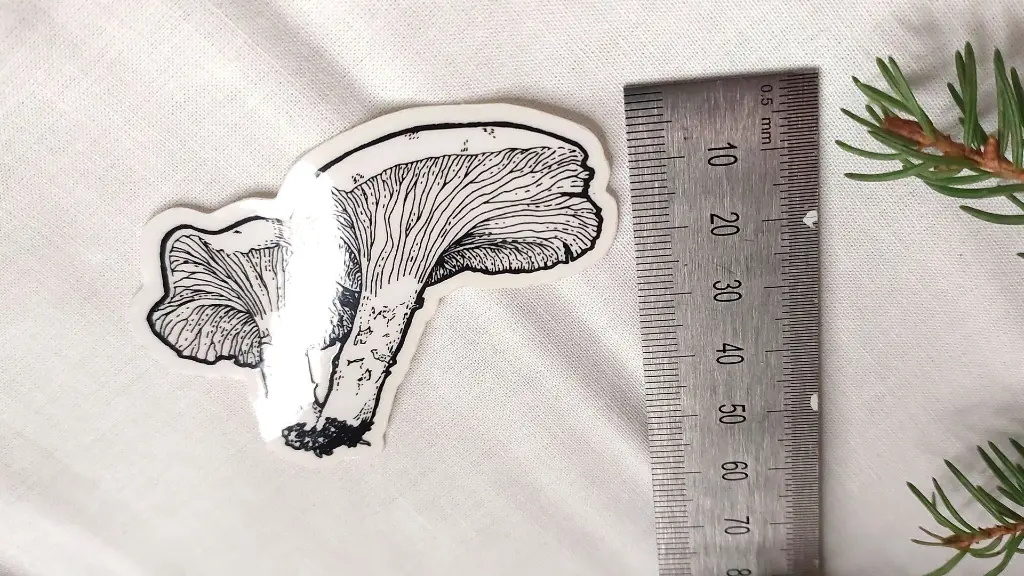 Mushrooms_chanterelle_size.webp