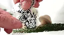 Mushrooms_lactaire_clear_pic.webp