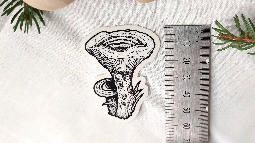 Mushrooms_lactaire_size.webp