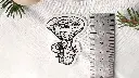 Mushrooms_lactaire_size.webp