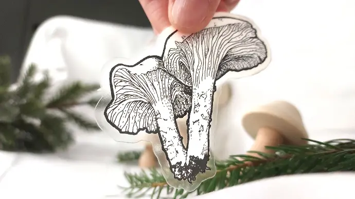 Chanterelle (Cantharellus cibarius) - Clear sticker