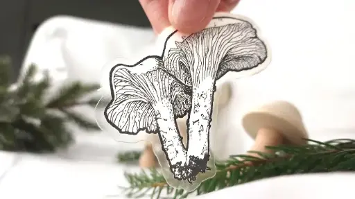 Chanterelle (Cantharellus cibarius) - Clear sticker